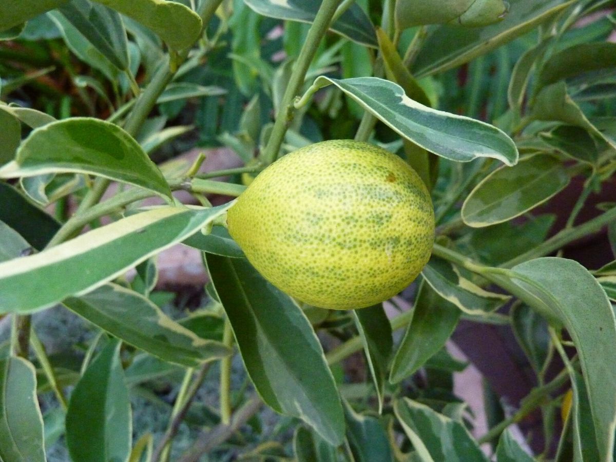 Citrus japonica Centennial Variegated on Thursd